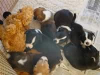 Dsc01390.jpg (177kb)